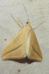 Rhodometra sacraria