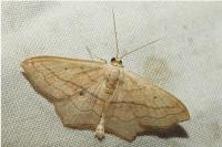 Scopula imitaria
