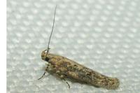 Scrobipalpa
