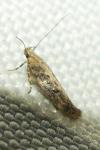 Scrobipalpa