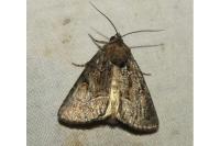 Thalpophila matura