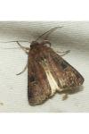 Xestia xanthographa
