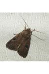 Xestia xanthographa