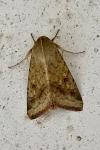 Helicoverpa armigera
