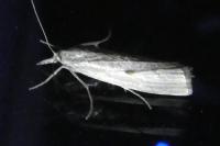 Agriphila geniculea