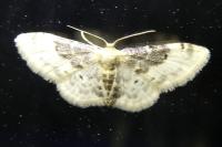 Idaea filicata