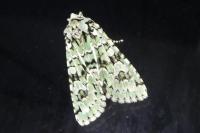Griposia aprilina