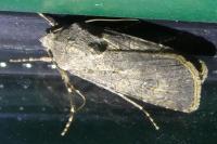 Agrotis segetum