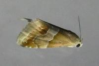 Eublemma parva