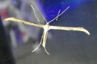 Emmelina argoteles/monodactyla