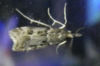 Eudonia angustea