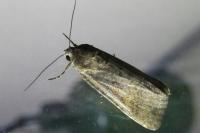 Spodoptera exigua