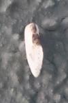 Cilix glaucata/hispanica