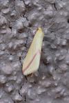 Rhodometra sacraria
