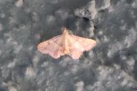Endotricha flammealis