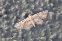 Gymnoscelis rufifasciata