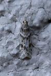 Eudonia angustea