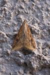 Udea ferrugalis