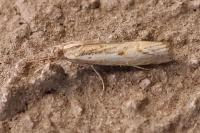 Agriphila geniculea