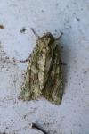 Dryobotodes eremita