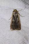 Ochropleura leucogaster