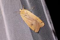 Noctua pronuba