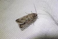 Spodoptera exigua