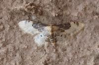 Idaea filicata