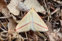 Rhodometra sacraria