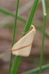 Rhodometra sacraria