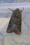 Luperina testacea