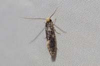 Monopis weaverella