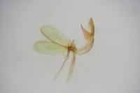 Monopis weaverella