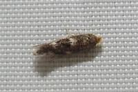 Bucculatrix cidarella