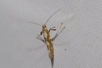 Calybites phasianipennella