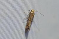 Apodia bifractella