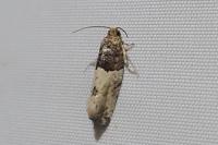 Gypsonoma aceriana