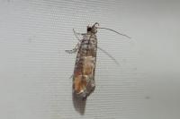 Clavigesta purdeyi