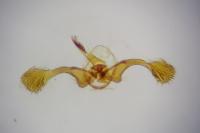 Clavigesta purdeyi