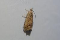 Cydia splendana