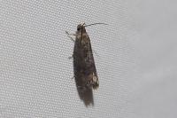 Grapholita funebrana