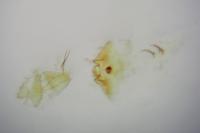 Grapholita funebrana