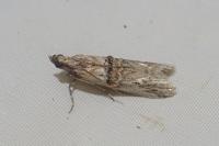 Nephopterix angustella