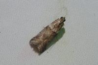 Acrobasis consociella