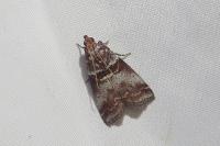Acrobasis advenella