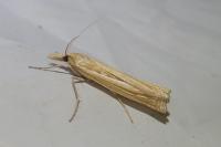 Ancylolomia tentaculella
