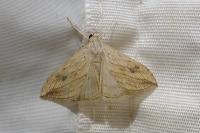 Evergestis forficalis
