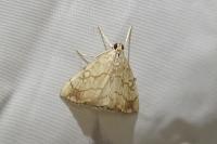Evergestis pallidata
