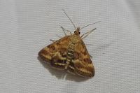 Pyrausta despicata
