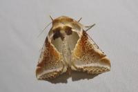 Habrosyne pyritoides